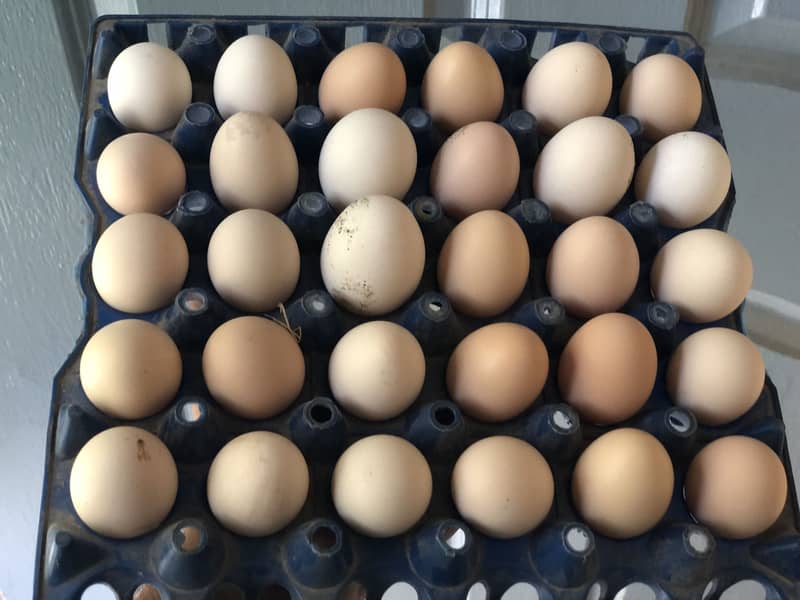 Desi eggs 10