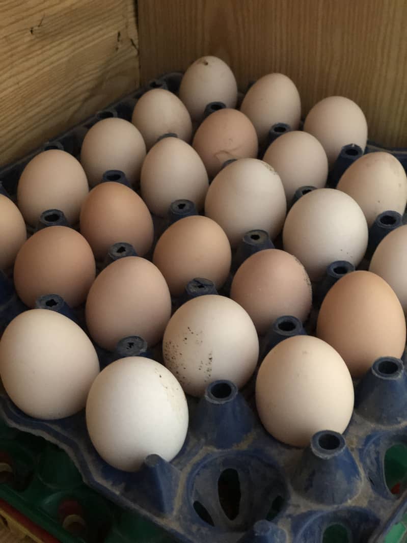 Desi eggs 11