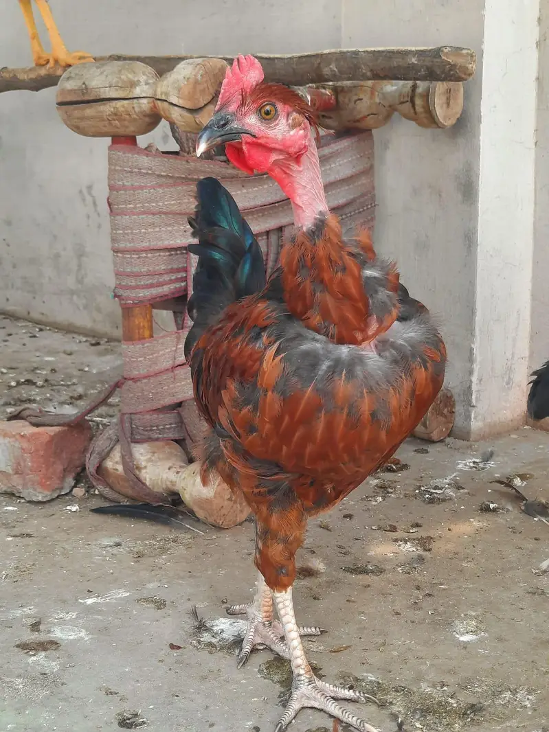 Golden Misri rooster | 1.6kg — photo 2