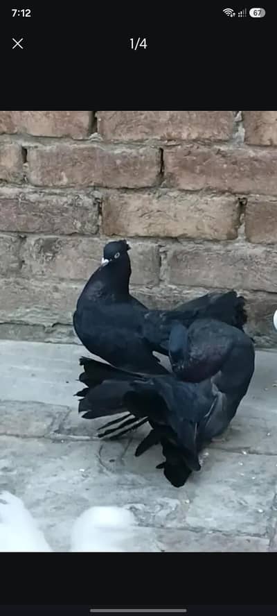 Black pair hai Bohat payra