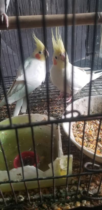 cocktiel very active and breeder pair