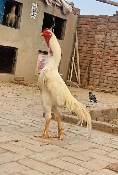 shamo