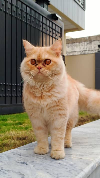 Persian Cat tripple coat for sale