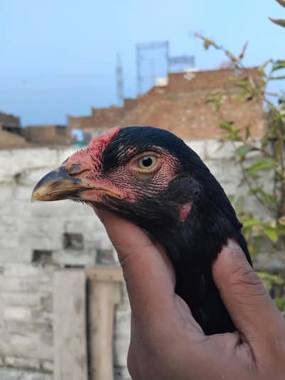 mushki madi for sell