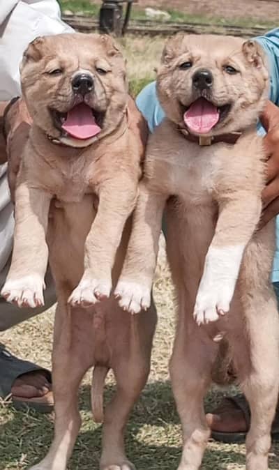 Afghan Kuchi Dog's for sale available
