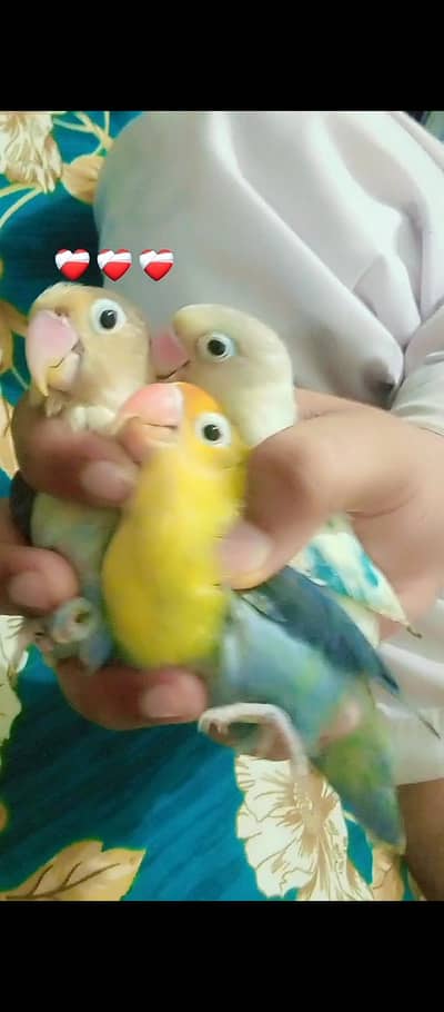 cage and different parrot available hai
