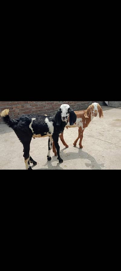 2 Male Goat Kid|desi|Teddy|Dogly