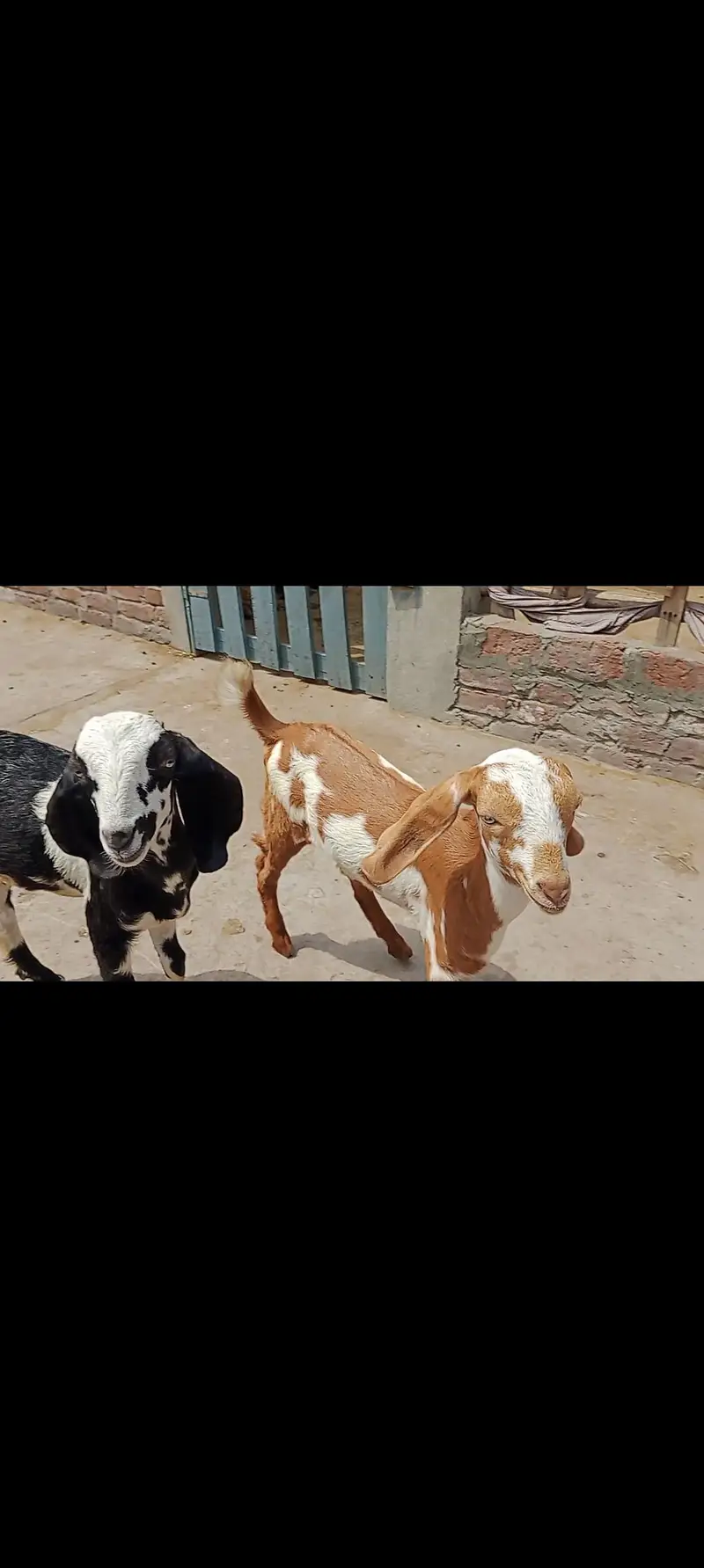 2 Male Goat Kid|desi|Teddy|Dogly — photo 2