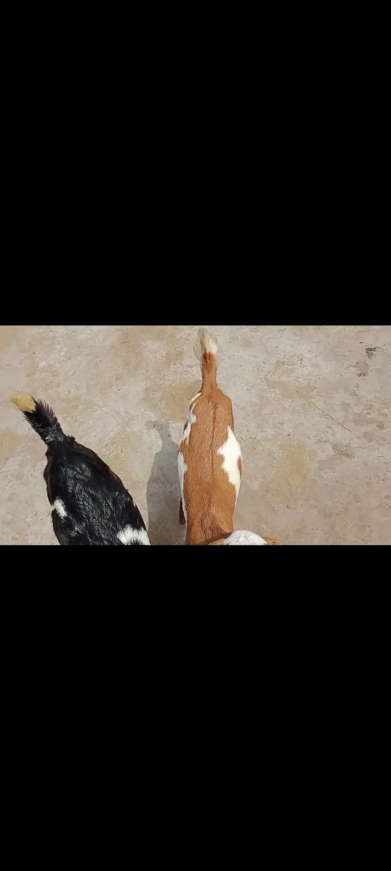 2 Male Goat Kid|desi|Teddy|Dogly — photo 3