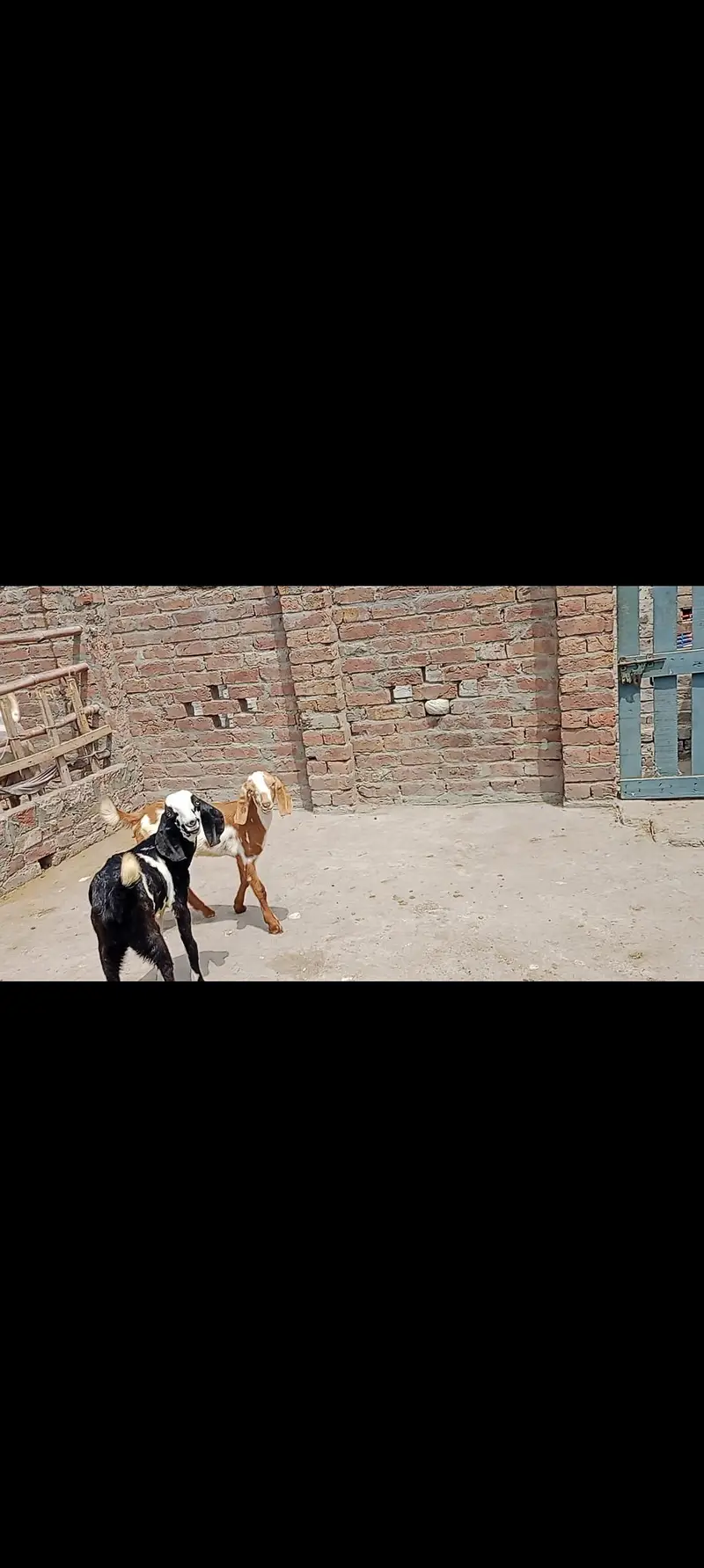 2 Male Goat Kid|desi|Teddy|Dogly — photo 4