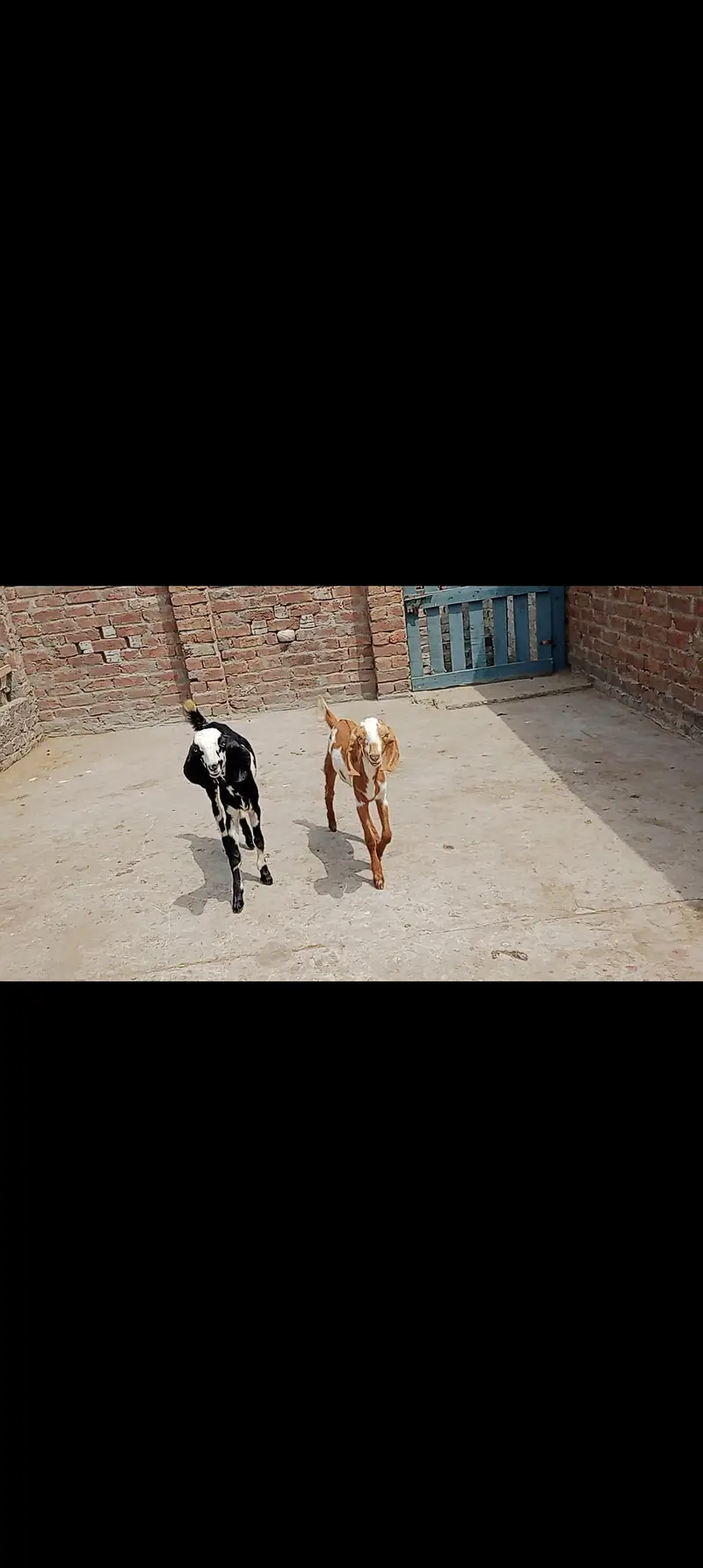 2 Male Goat Kid|desi|Teddy|Dogly — photo 5