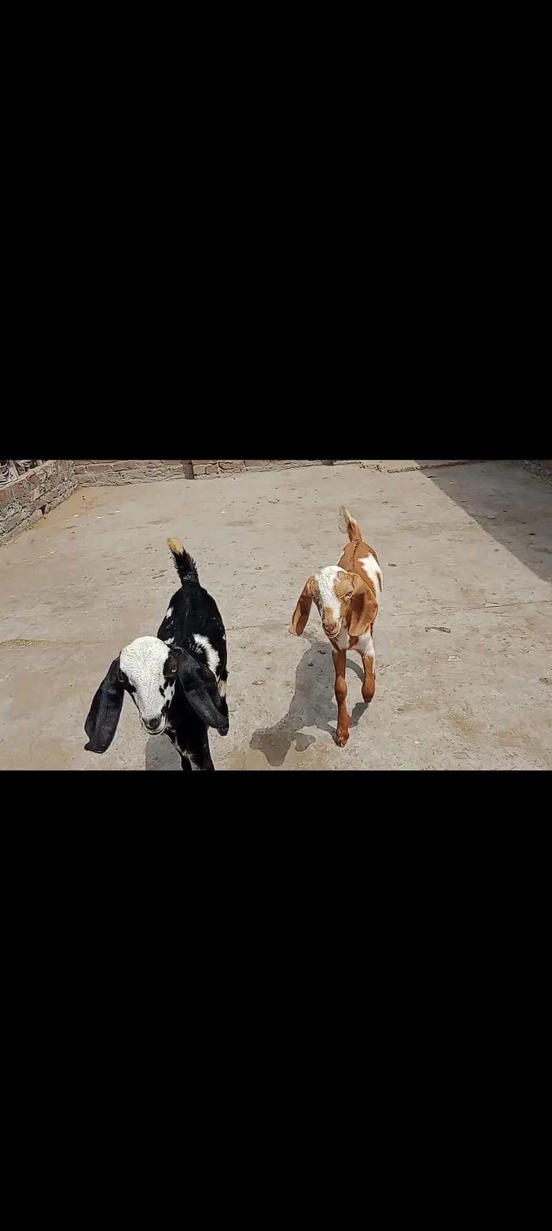 2 Male Goat Kid|desi|Teddy|Dogly — photo 6