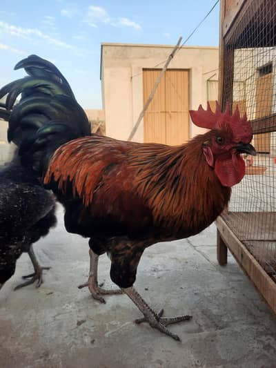 Golden Misri rooster | 1.6kg