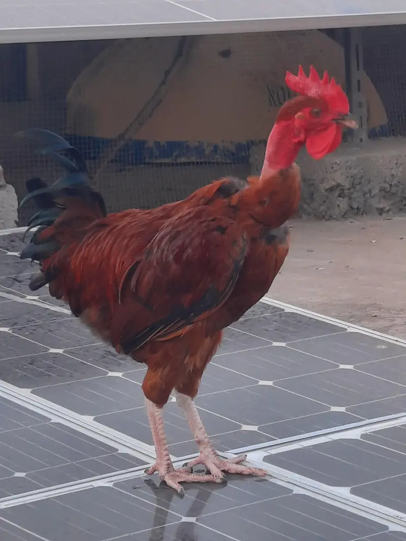 Golden Misri rooster | 1.6kg — photo 3