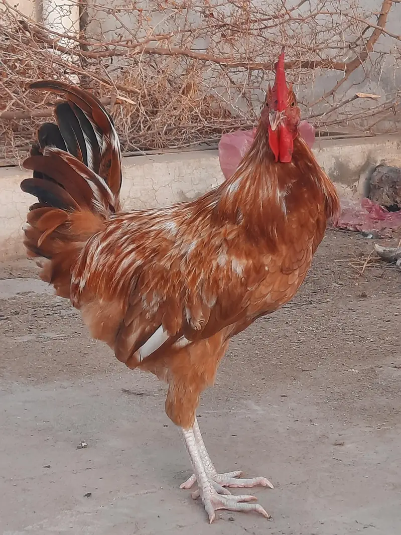Golden Misri rooster | 1.6kg — photo 4