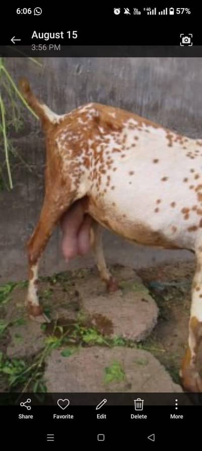 pure betal goat and kids