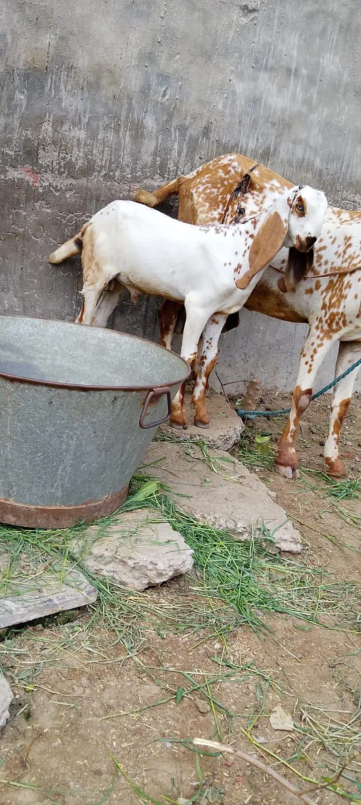 pure betal goat and kids — photo 3