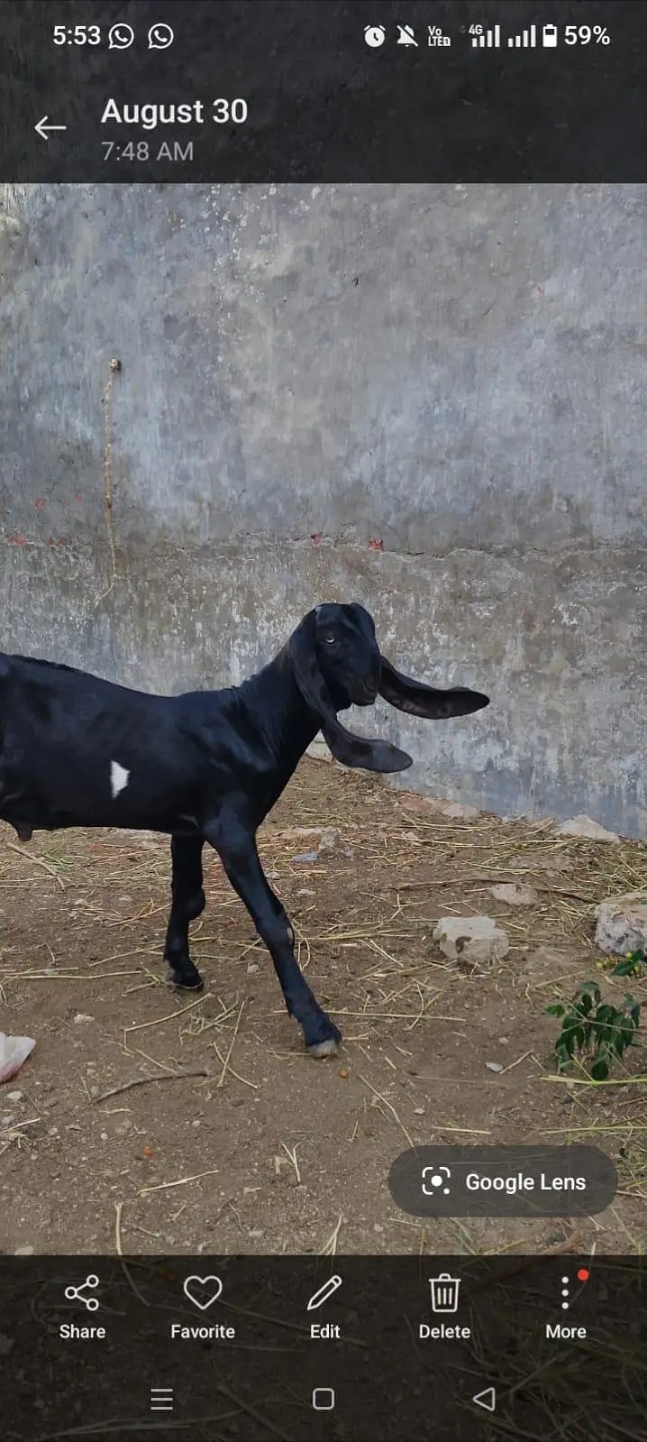 pure betal goat and kids — photo 4