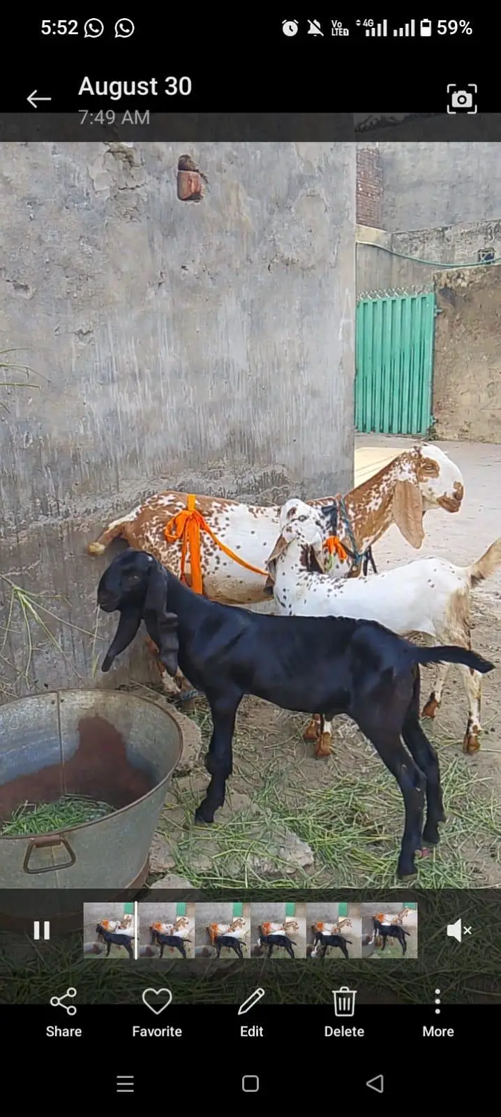 pure betal goat and kids — photo 5