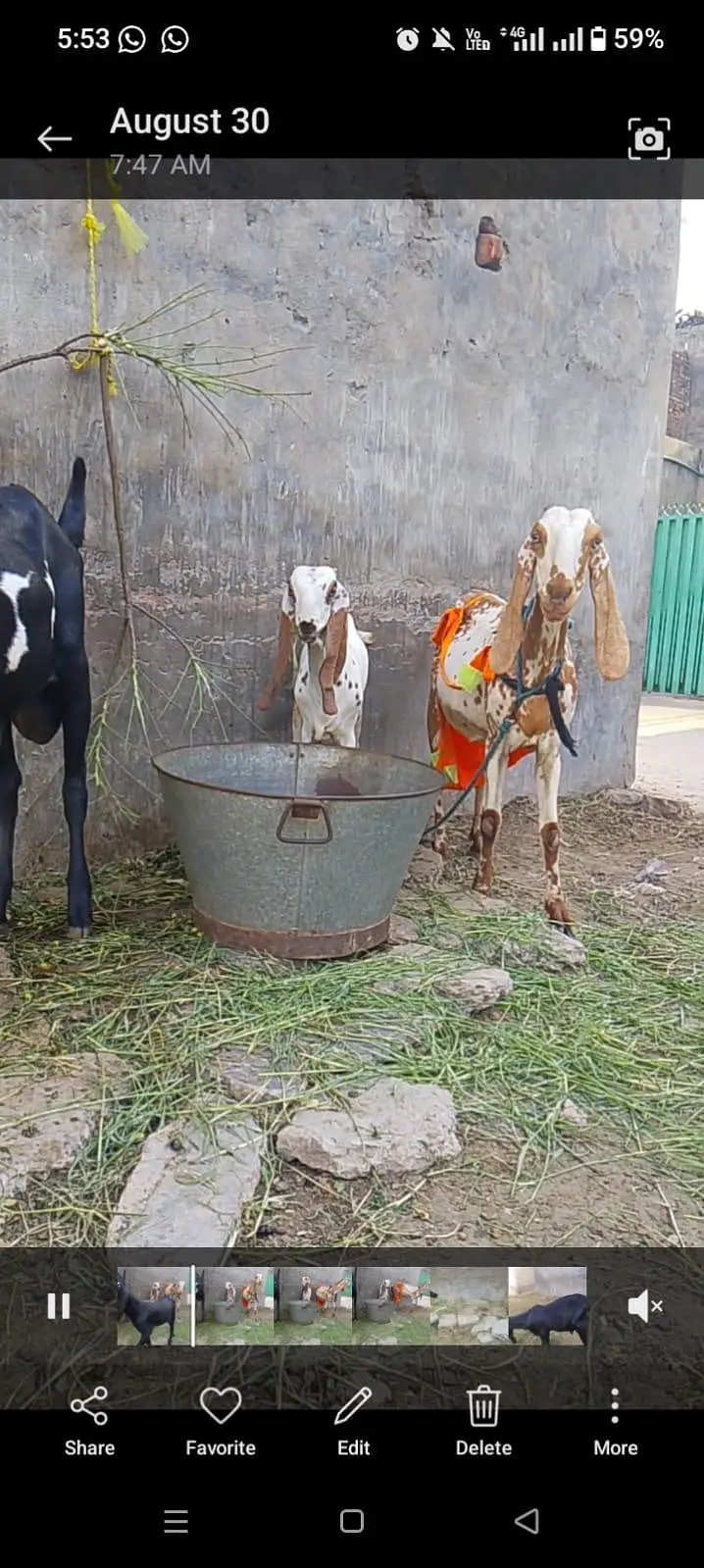 pure betal goat and kids — photo 6