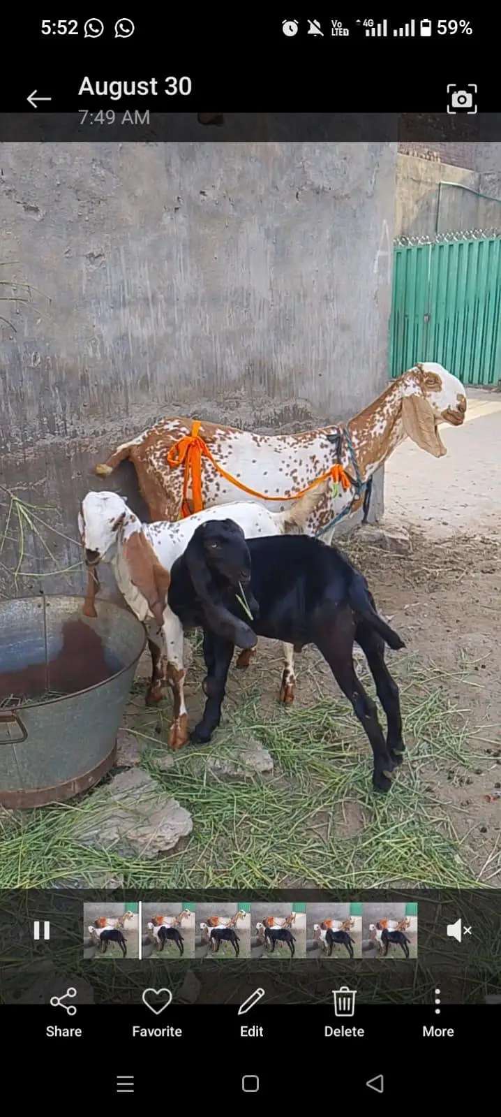 pure betal goat and kids — photo 7
