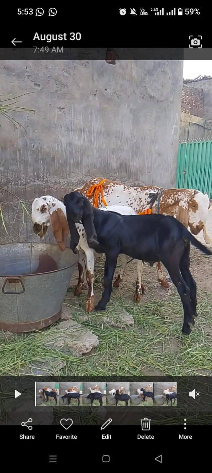 pure betal goat and kids — photo 8