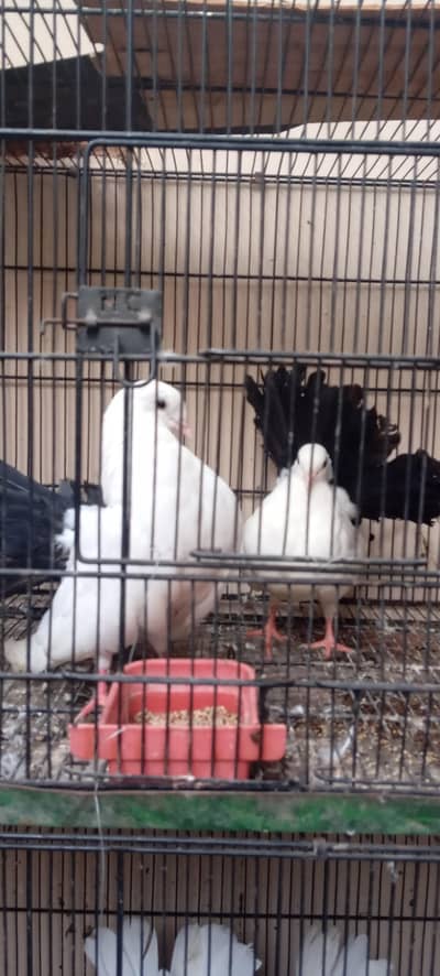 selling Indian fantail
