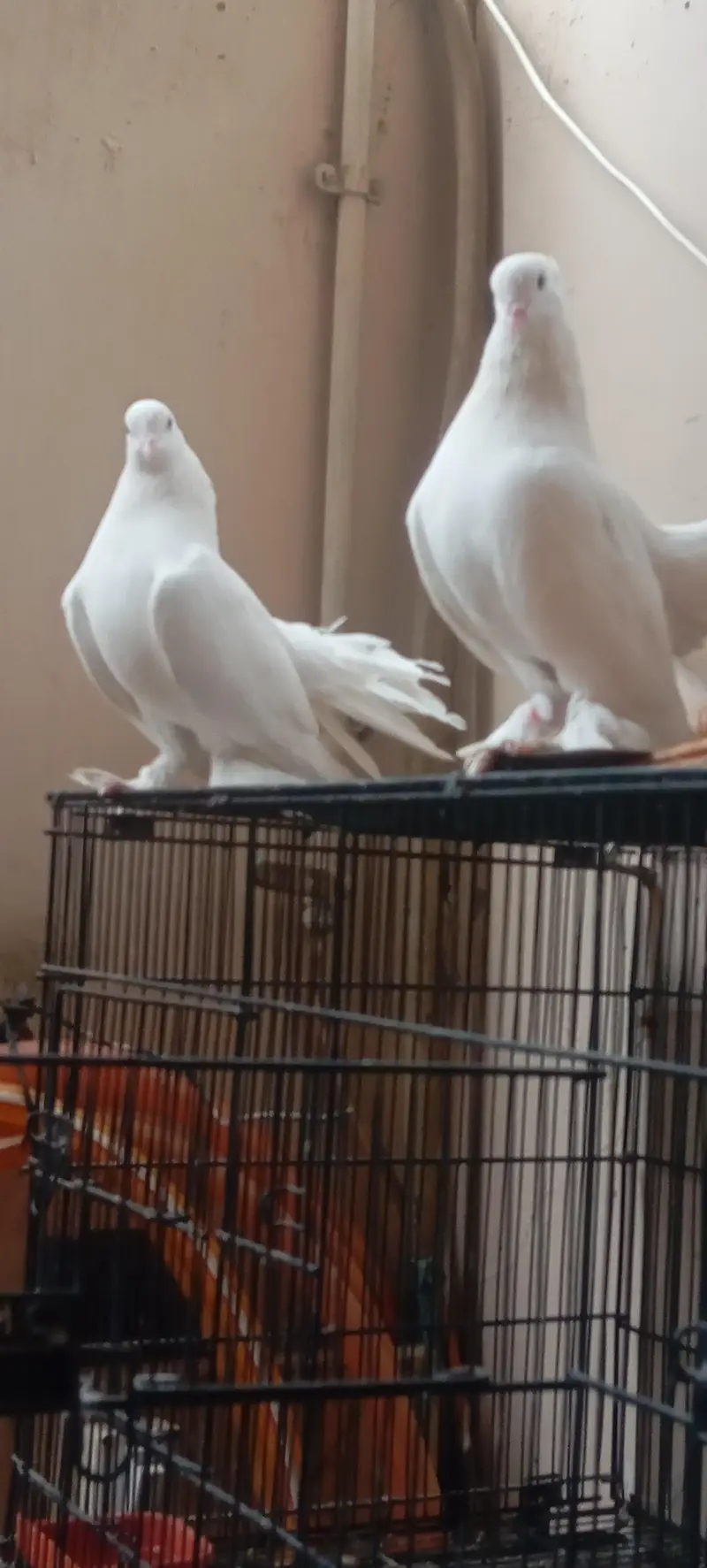 selling Indian fantail — photo 3