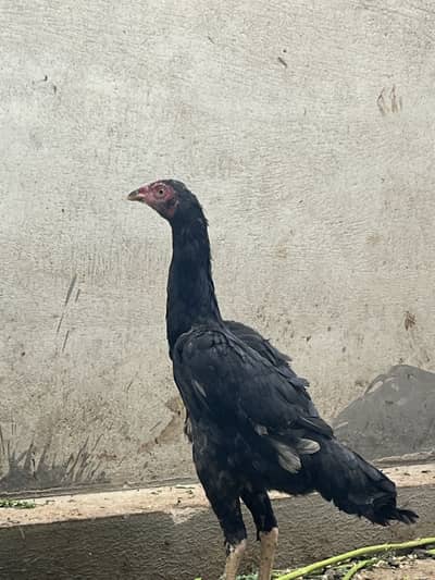 Top Quality Aseel Hen (Mashki)