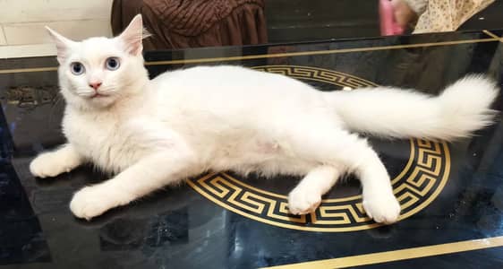perisan cat