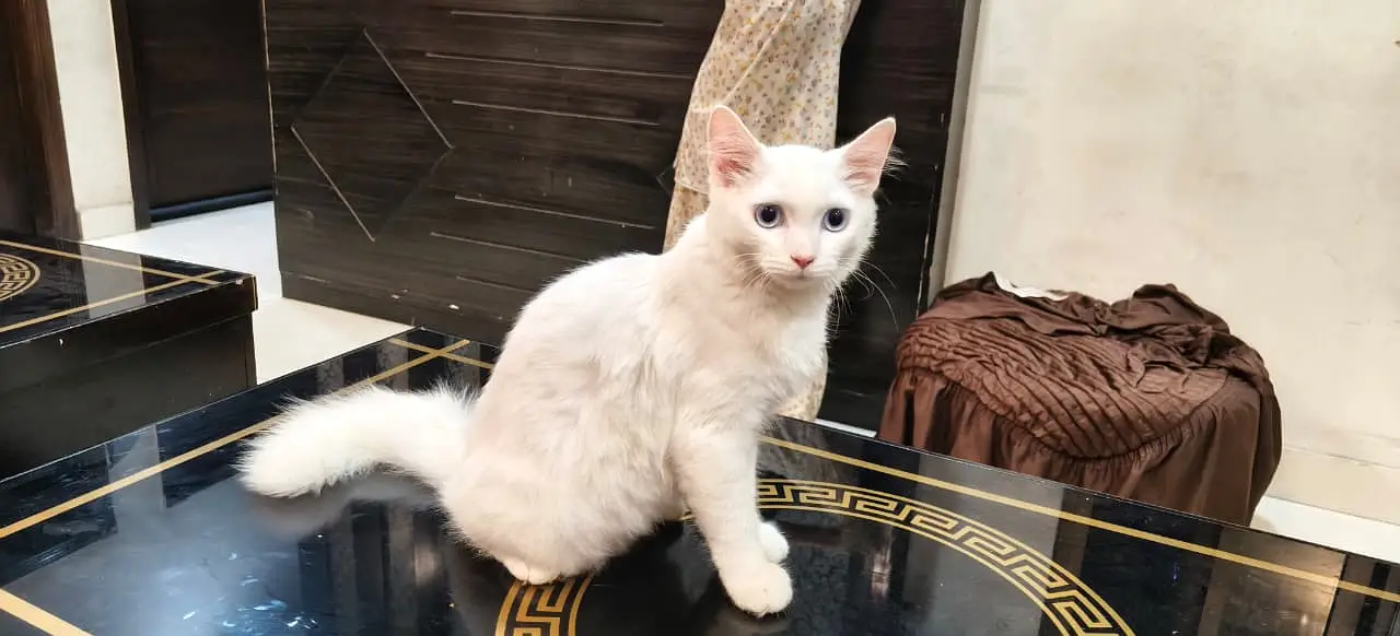 perisan cat — photo 2