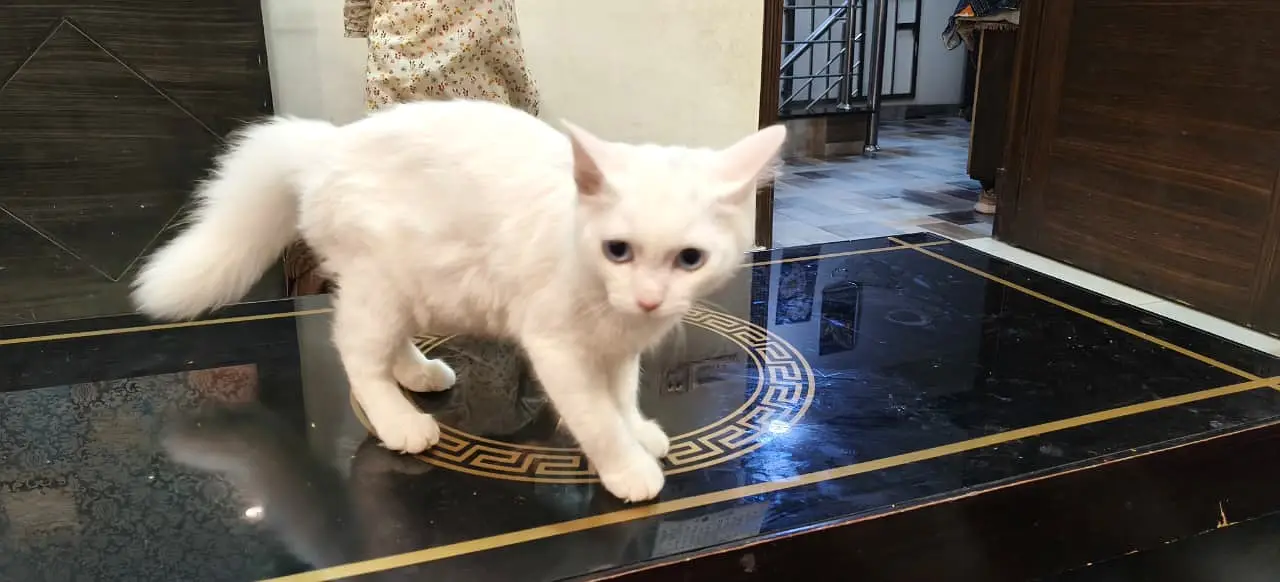 perisan cat — photo 3