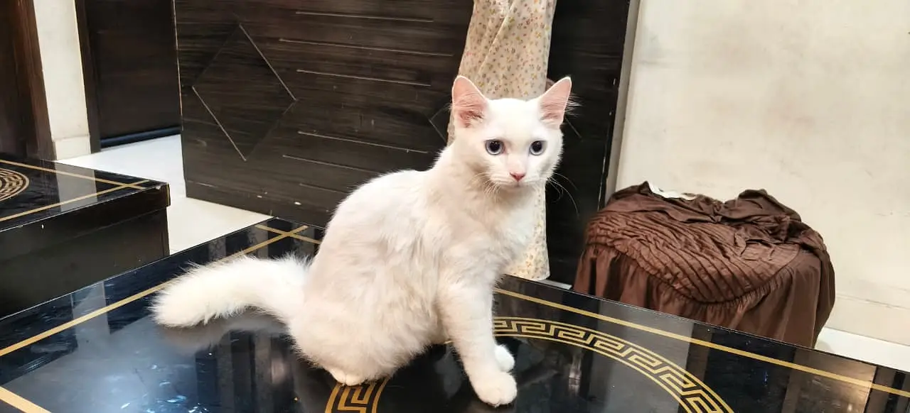 perisan cat — photo 4