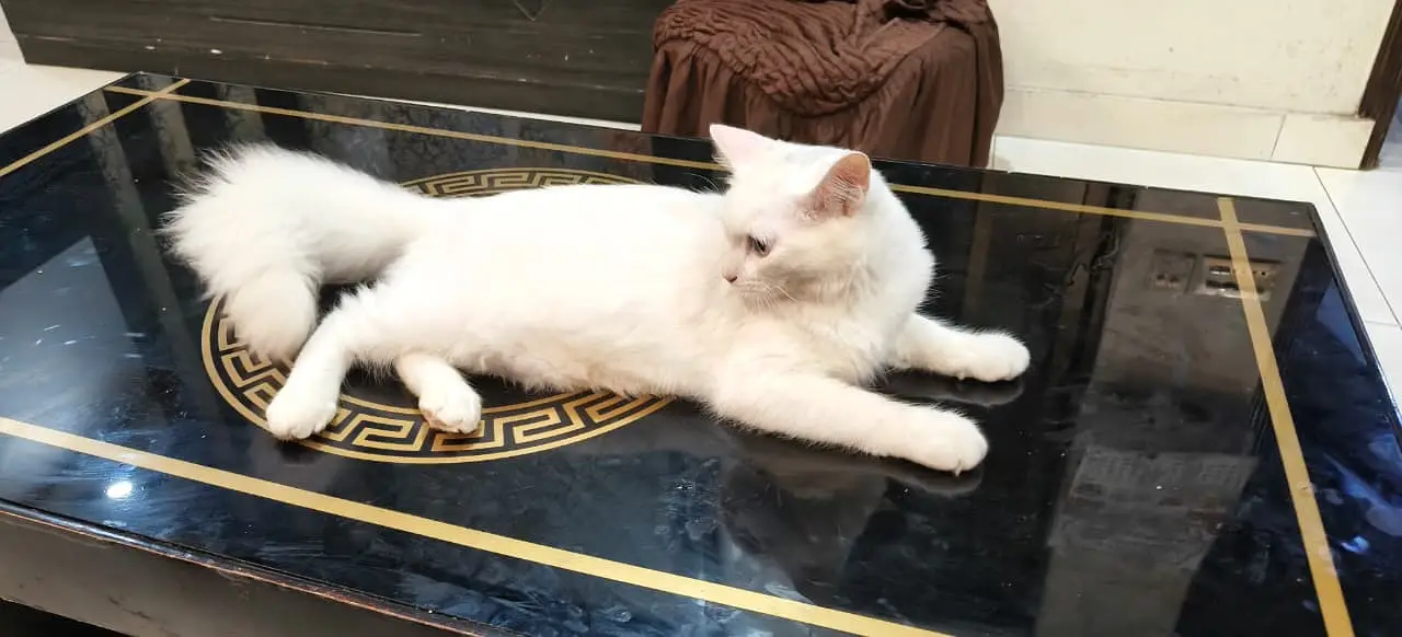 perisan cat — photo 5