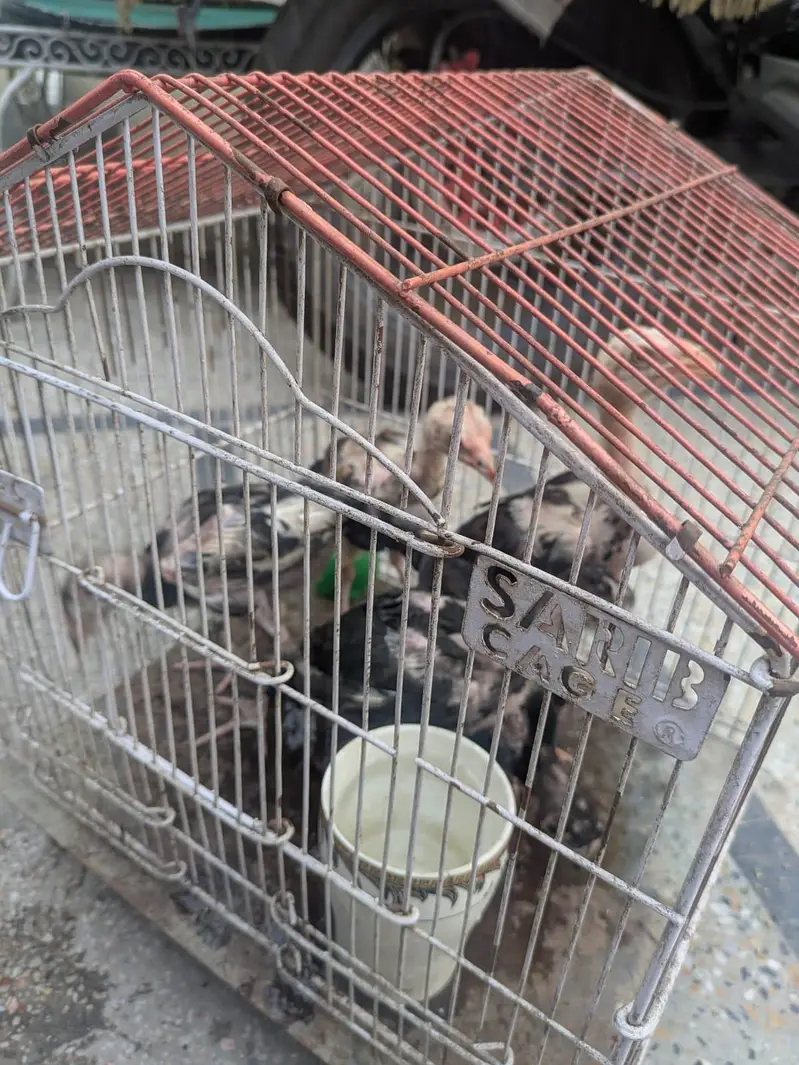 seal hens at best y — photo 2