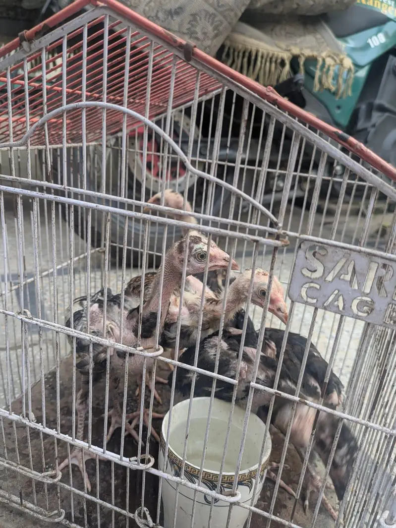 seal hens at best y — photo 4