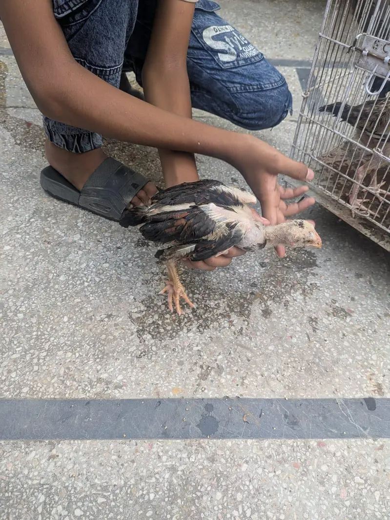 seal hens at best y — photo 6