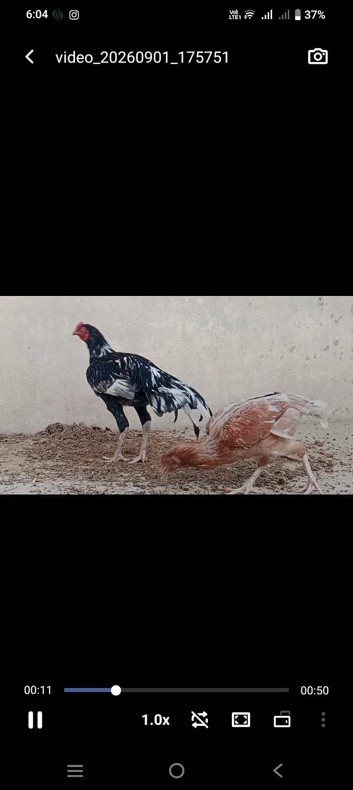 Sindhi Aseel A+ 2