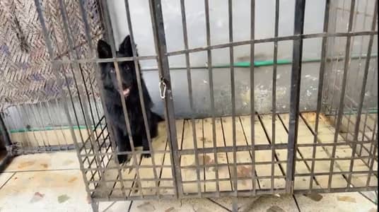 Black shepherd male for sale long coat