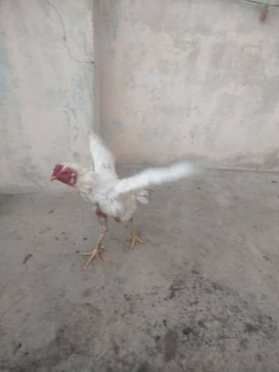 Heera