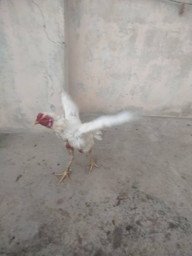 Heera 0