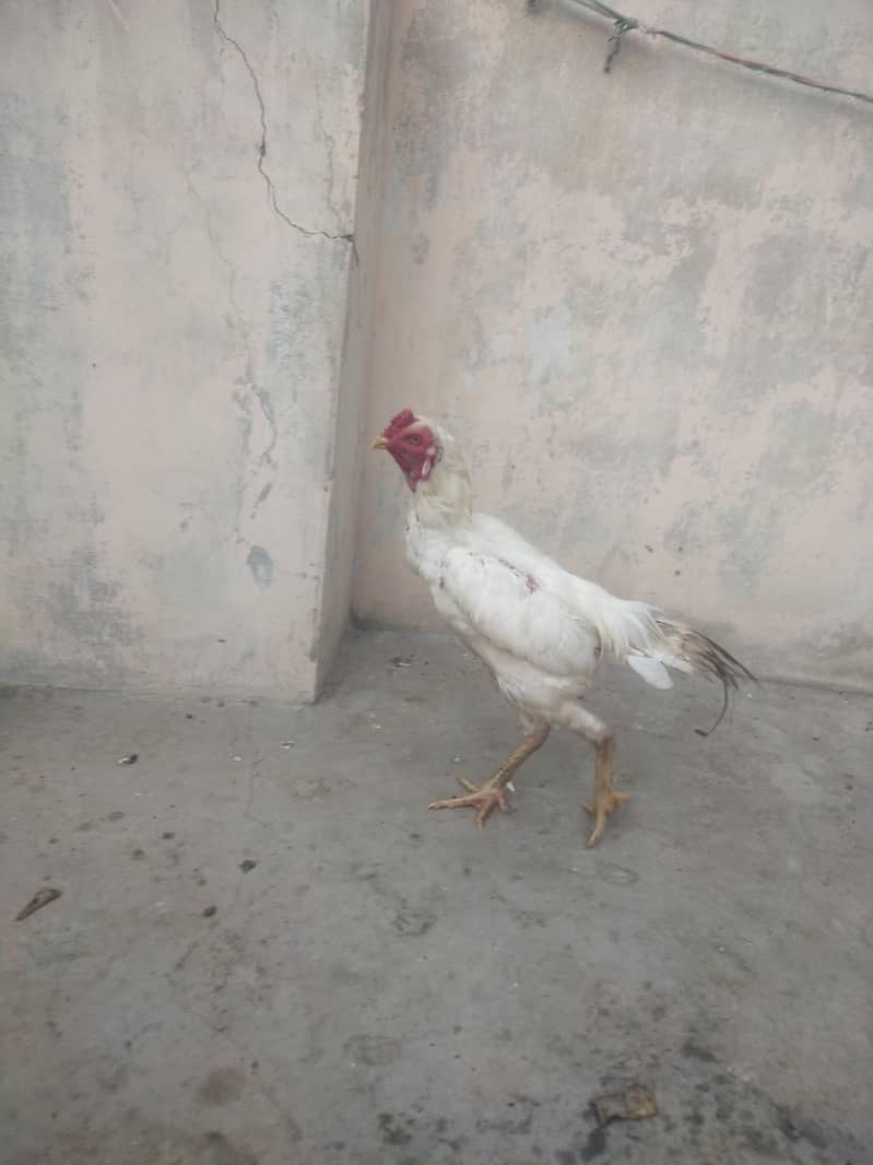 Heera 2