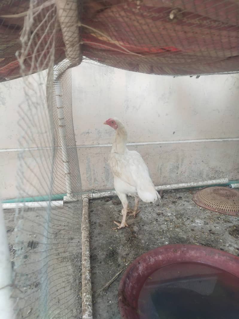 Heera 3