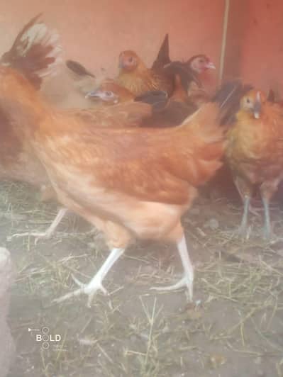Golden Misri breed healthy and beautifu hensl for sale