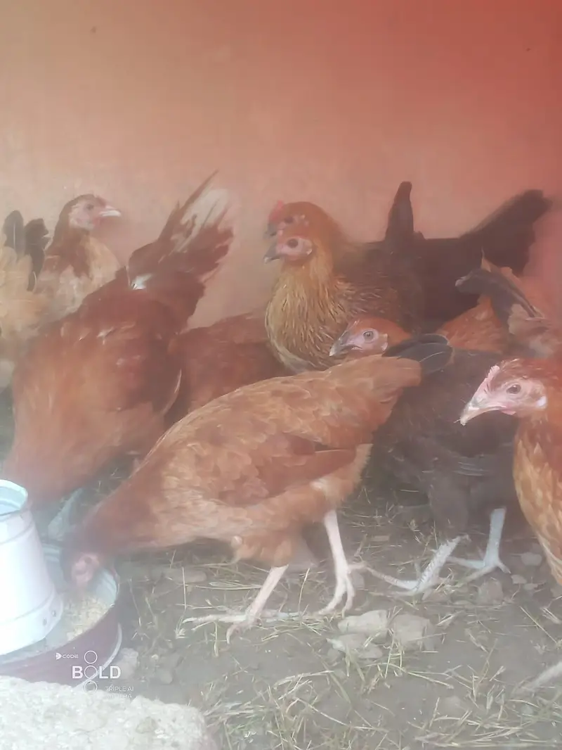 Golden Misri breed healthy and beautifu hensl for sale — photo 2