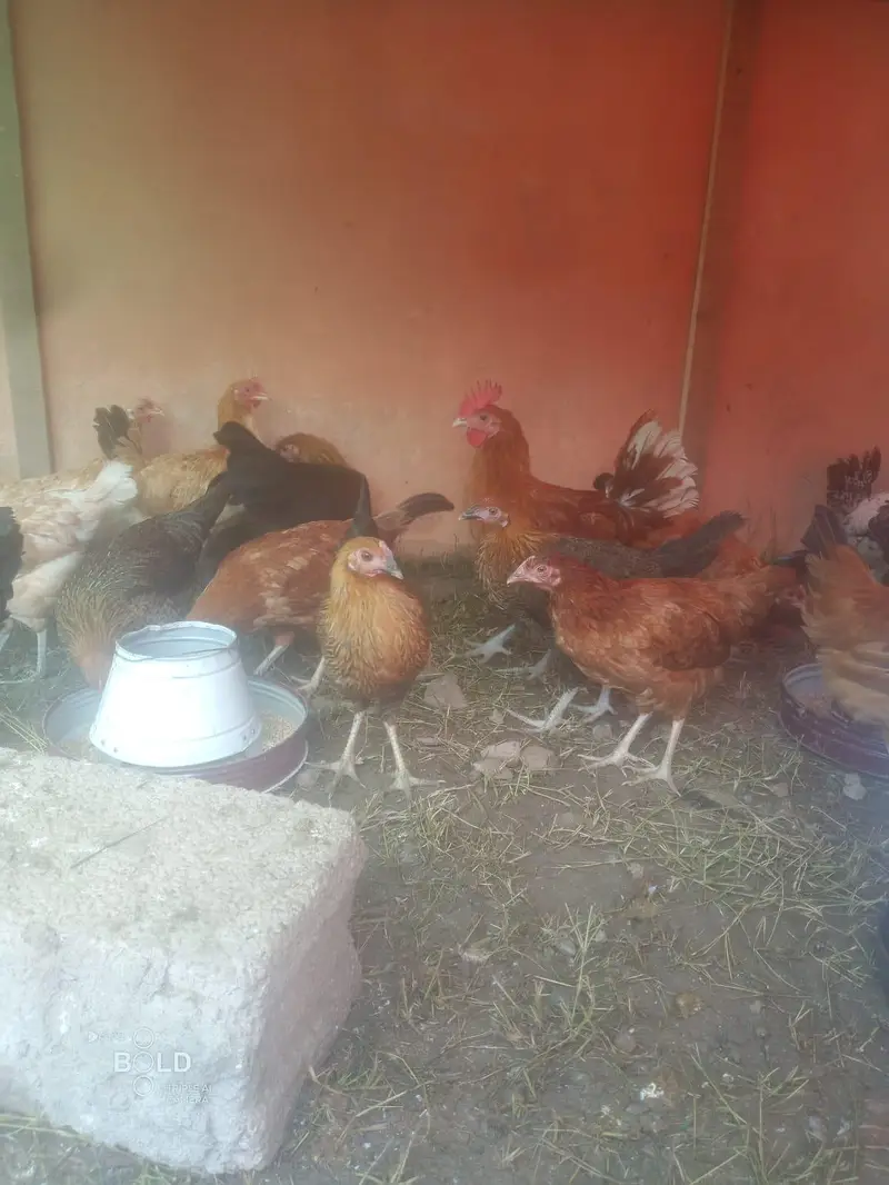 Golden Misri breed healthy and beautifu hensl for sale — photo 3