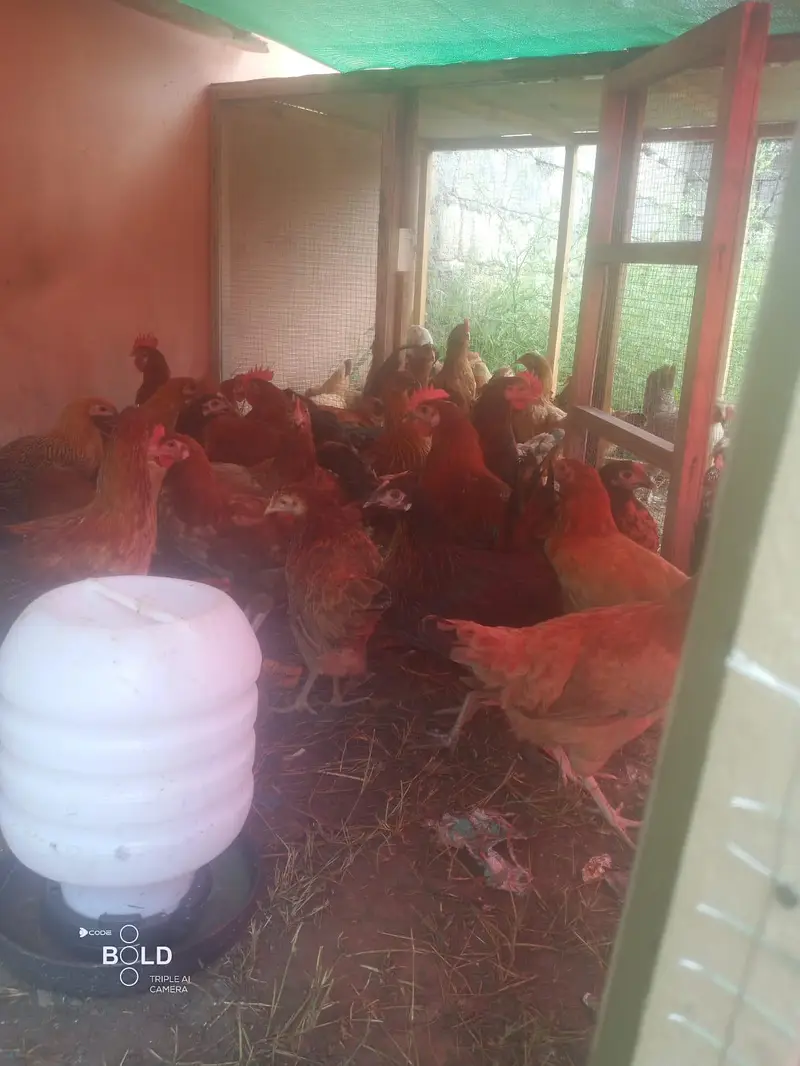 Golden Misri breed healthy and beautifu hensl for sale — photo 4
