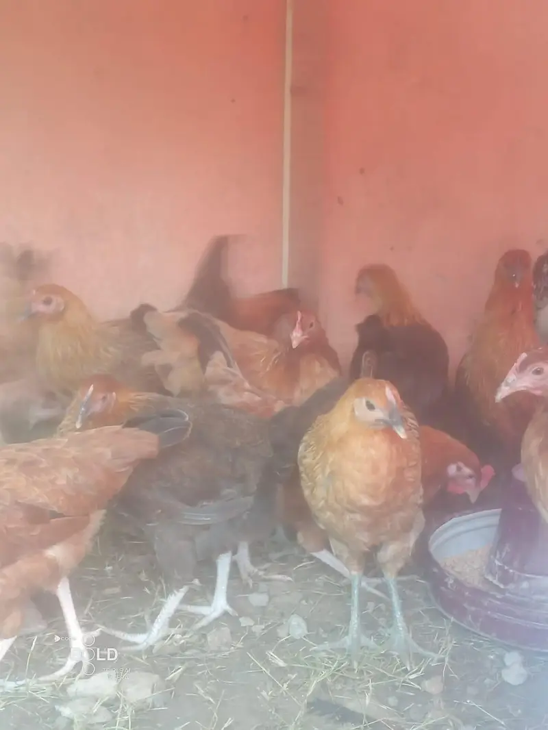 Golden Misri breed healthy and beautifu hensl for sale — photo 5