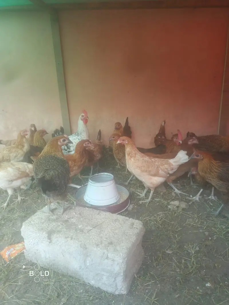 Golden Misri breed healthy and beautifu hensl for sale — photo 6