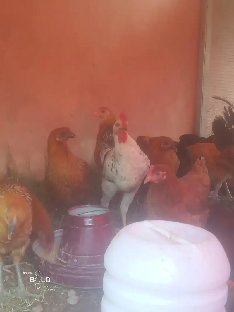 Golden Misri breed healthy and beautifu hensl for sale — photo 7
